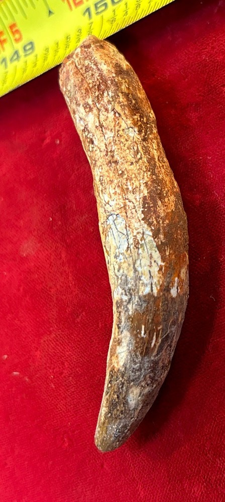 3 1/8 inch spinosaurus tooth
