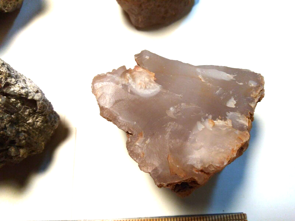 Petrified Wood Limb Casts- Over 7-1/2 lbs.