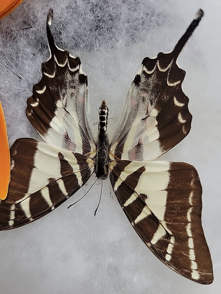 REAL BUTTERFLY COLLECTION MIXED Lot 5