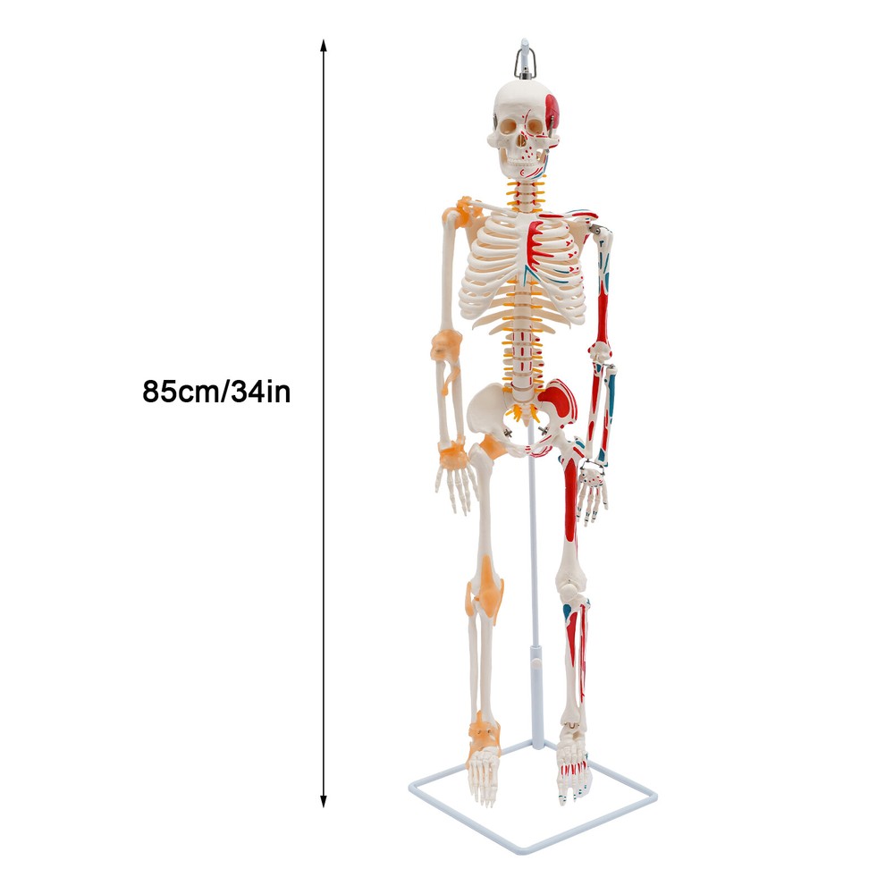34" Size Human Skeleton Model For Doctors' Office or Anatomy Classroom
