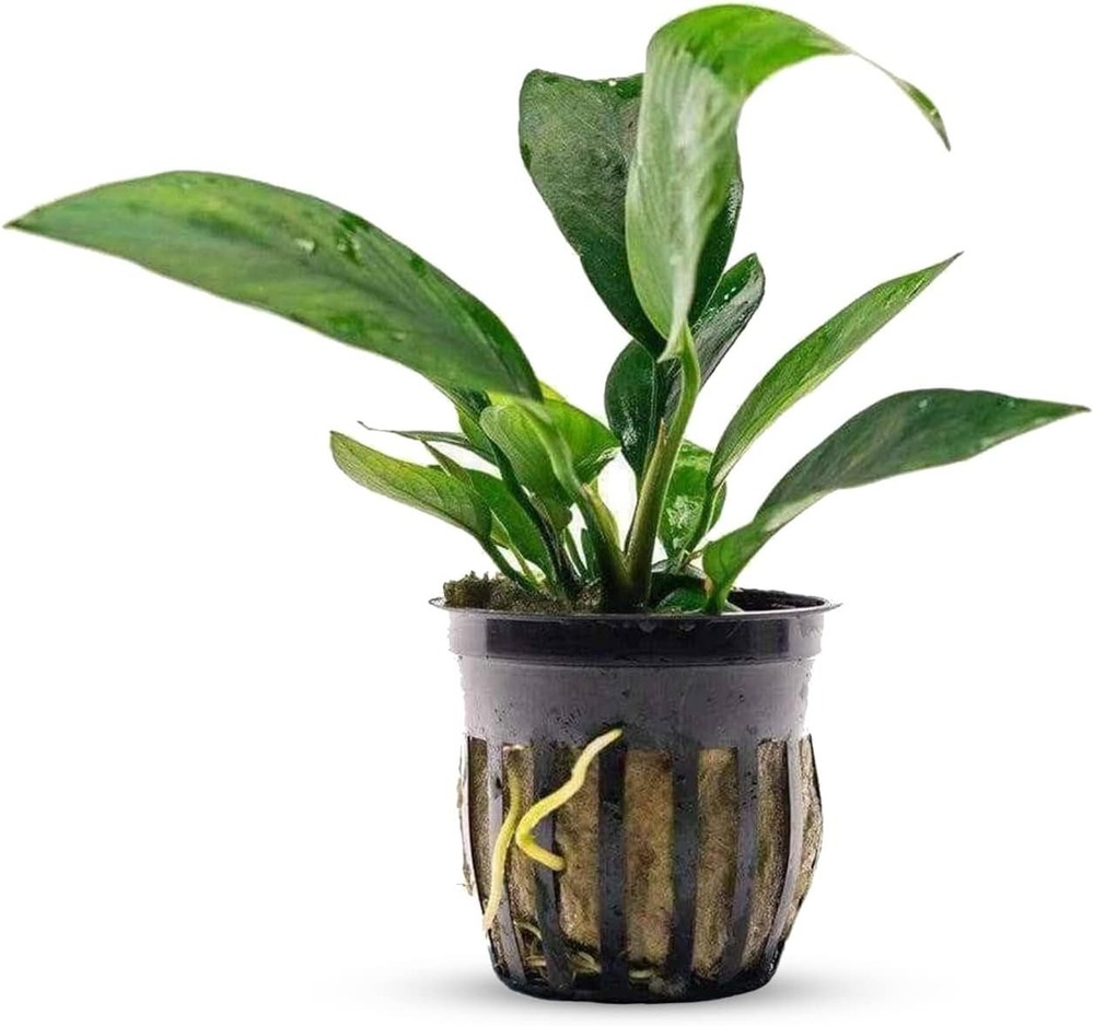 Melon Sword (Echinodorus Osiris) Medium