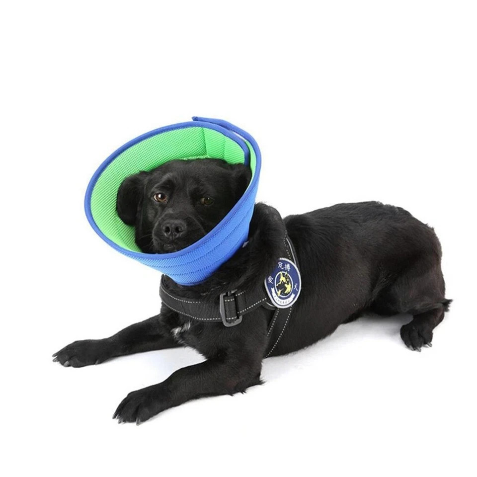 Pet Protective Collar for Dogs & Cats – Recovery Cone (Medium Size)