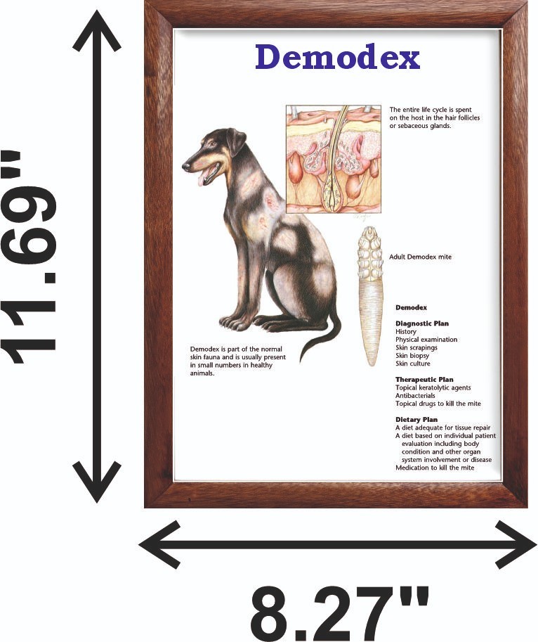 Demodex Chart 12x18 inches