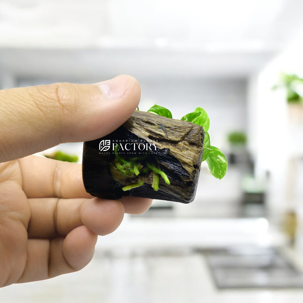 Anubias Panda Marble on Driftwood