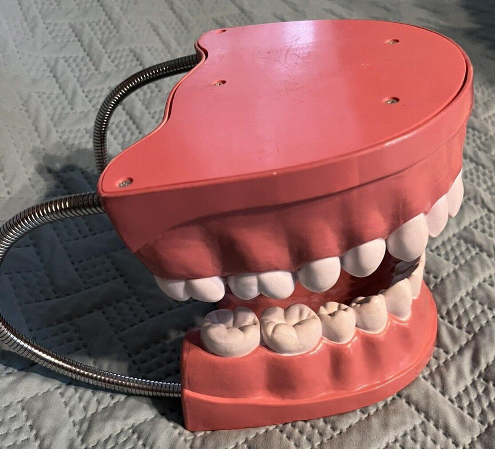 Giant teeth model for hygenist teaching how to brush.