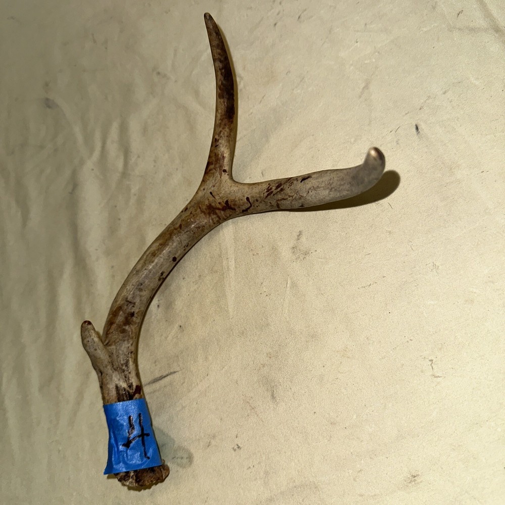 Single Whitetail Deer Antler Shed ~ 3 Points