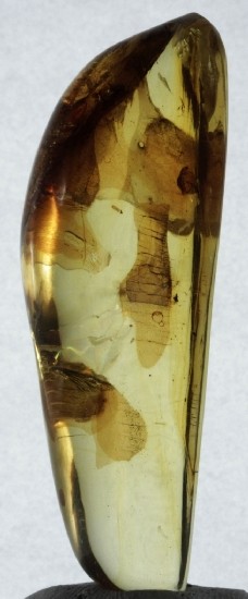 LEAF & FRUIT FLIES in Mexican Amber specimen 5g