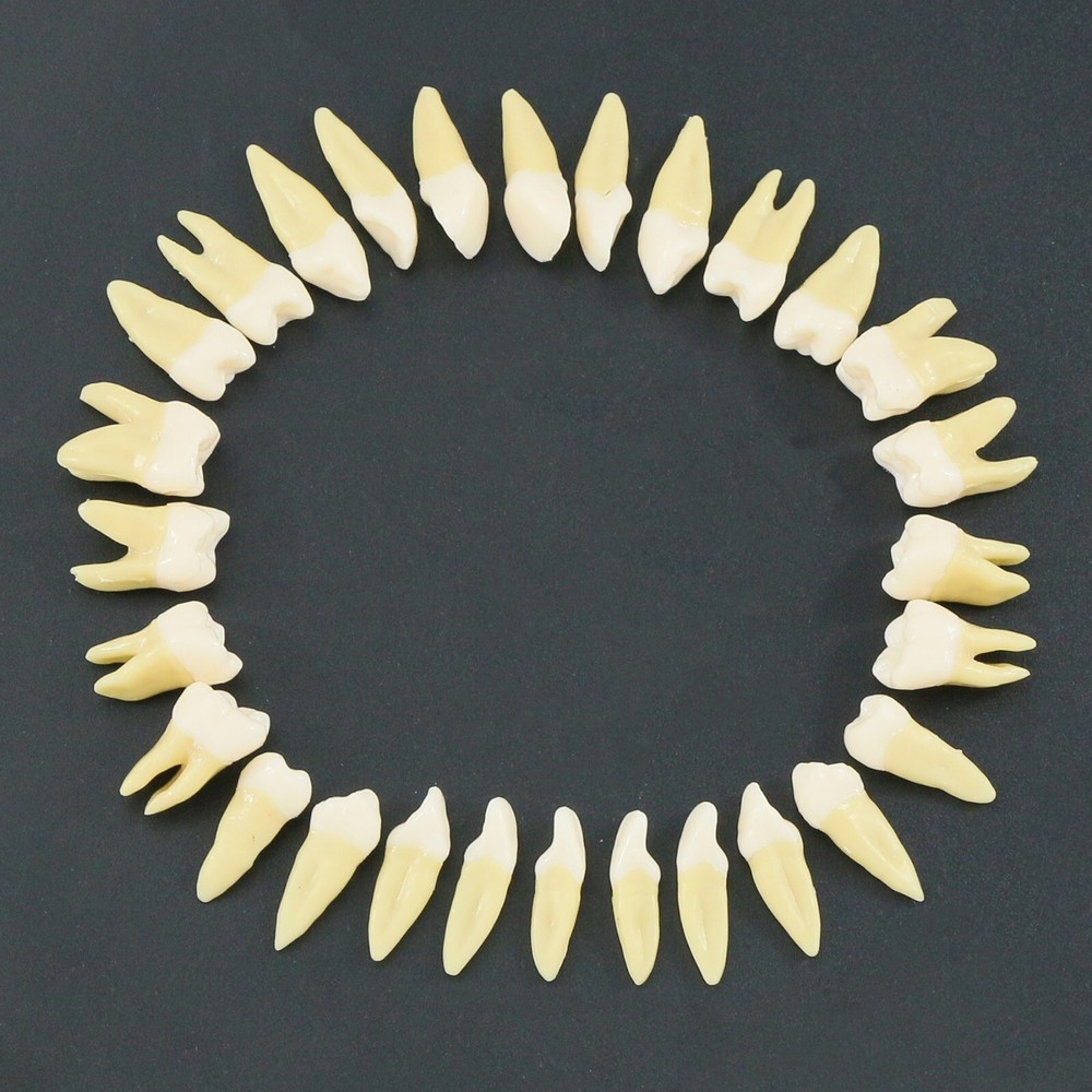 28Pcs Dental 1:1 Permanent Teeth Demonstration Teach Study Typodonts Model M7021