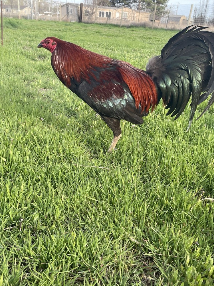 12+ Chicken Hatching Eggs