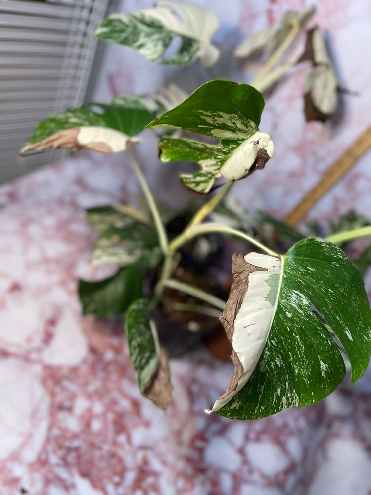 Monstera Albo High Variegation, rooted+cutting DISCOUNTED
