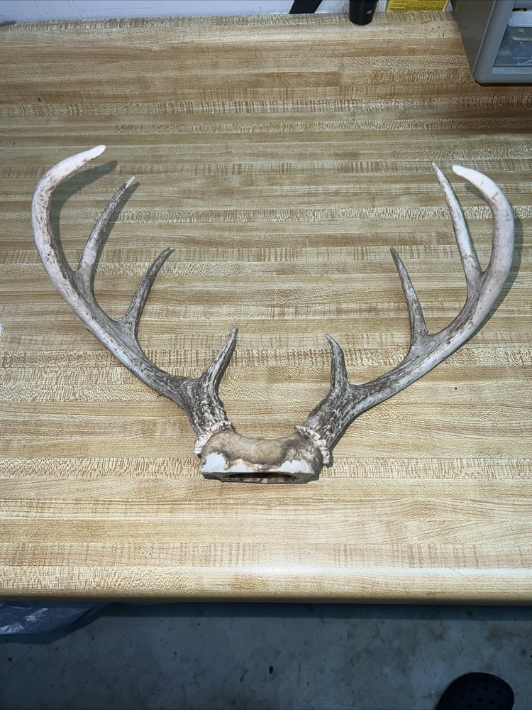 8 Point Buck ￼