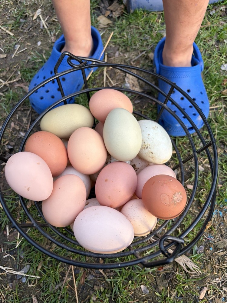 Olive egger hatching eggs