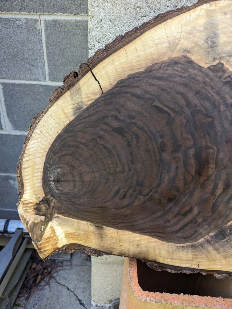 Black Walnut (Live Edge) (wood slice, table top round) epoxy pieces (thick)