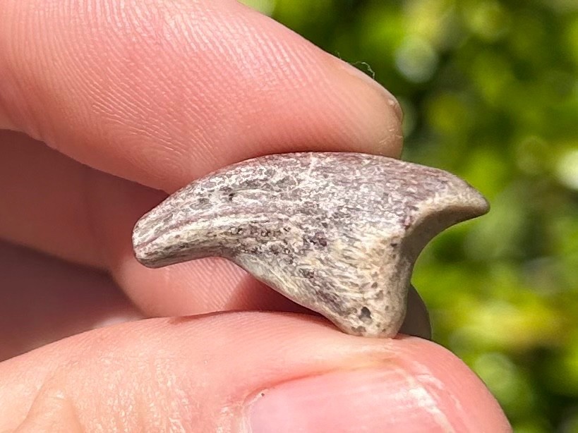 NICE Theropod Dinosaur Claw Fossil from Niger Dino Bones Kryptops Eocarcharia