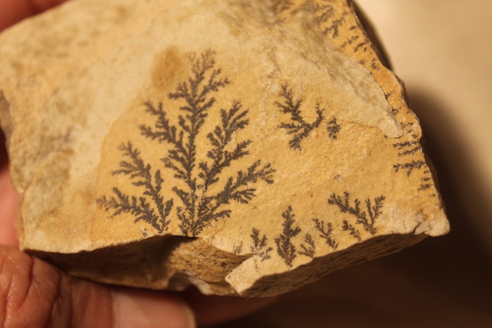 Magnesium Dendrites on Limestone Specimen - California