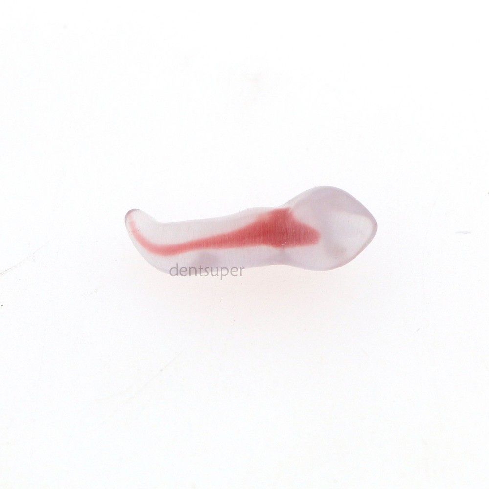 Dental Training 3D RCT Endo Tooth Model Practice Model Curved Root Resin Teeth