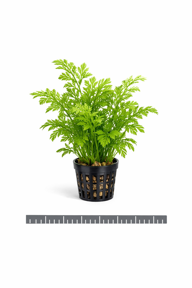 Water Sprite (Indian Fern)