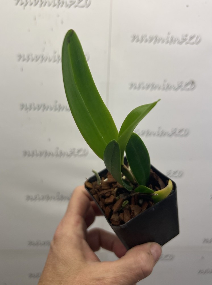 Blc. Hawaiian Passion ‘Carmela’ Fragrant