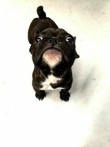 Bose PS3-2-1 II Powered Speaker System Subwoofer Only Tested Working