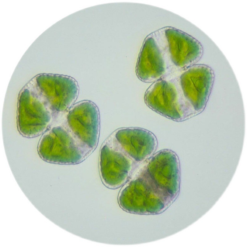 10PCS Prepared Microscope Slides in Algae Specimen f Teaching & Research