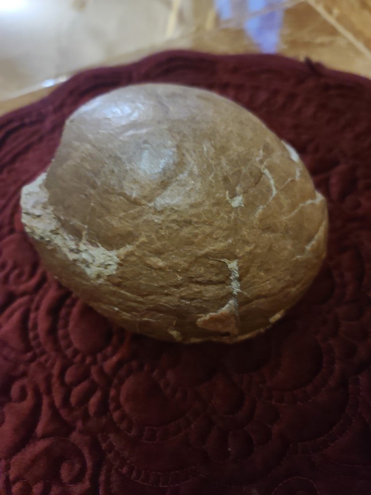 Authentic Hadrosaur Dinosaur Egg