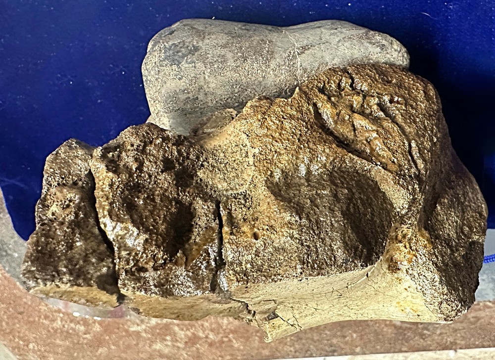 Genuine Hadrosaur dinosaur fossil