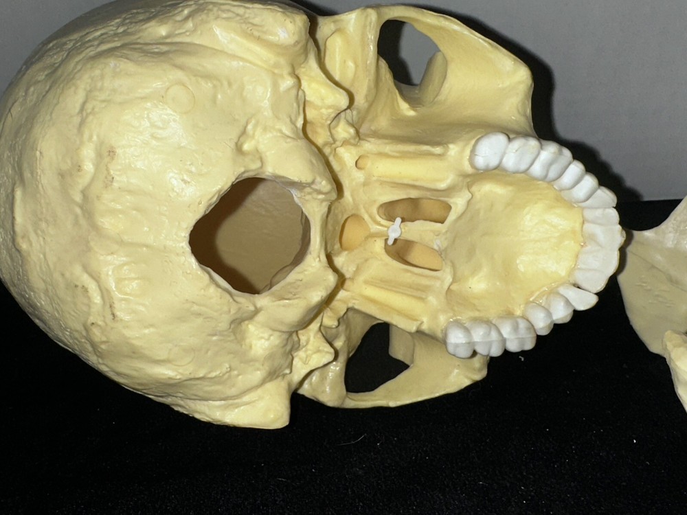 Class Room Study Life Size human cranium/skull model 3 pieces