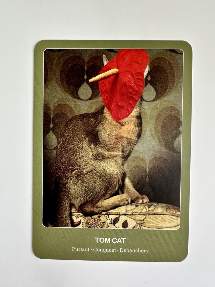 The Cat Oracle 33 Card Deck and Guidebook for Divination