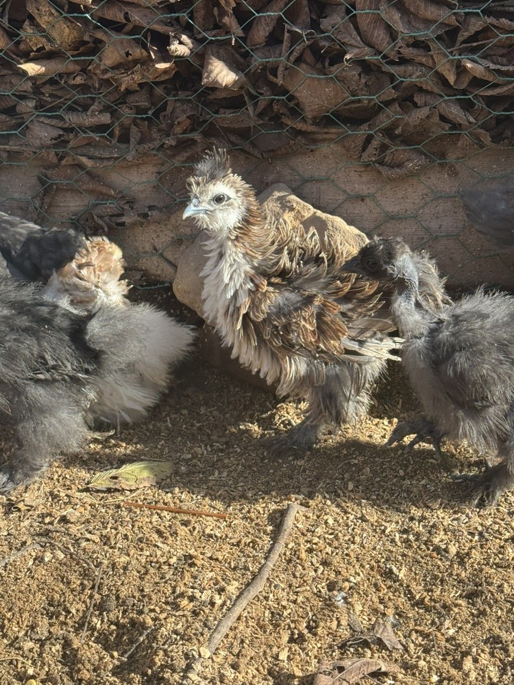 10 “Who’s Your Daddy?” Hatching Chicken Eggs 🤍