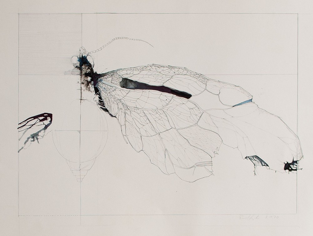 Rudolph Insect Wings Drawing Pen Pencil 1970 Study Sensor
