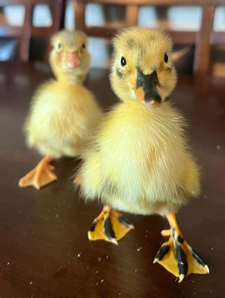 12+ Ancona Duck Hatching Eggs – Black, Silver & Chocolate Color Possibilities