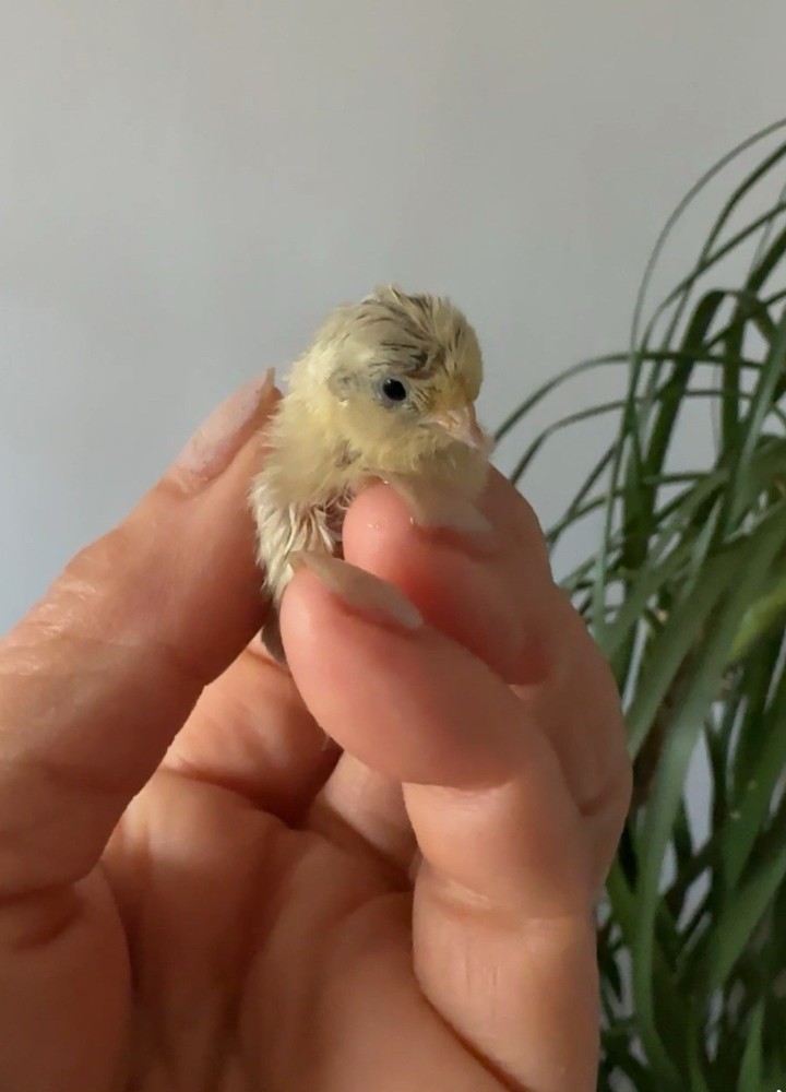 6 Fresh Button Quail Fertile Hatching Eggs – Organic Raised