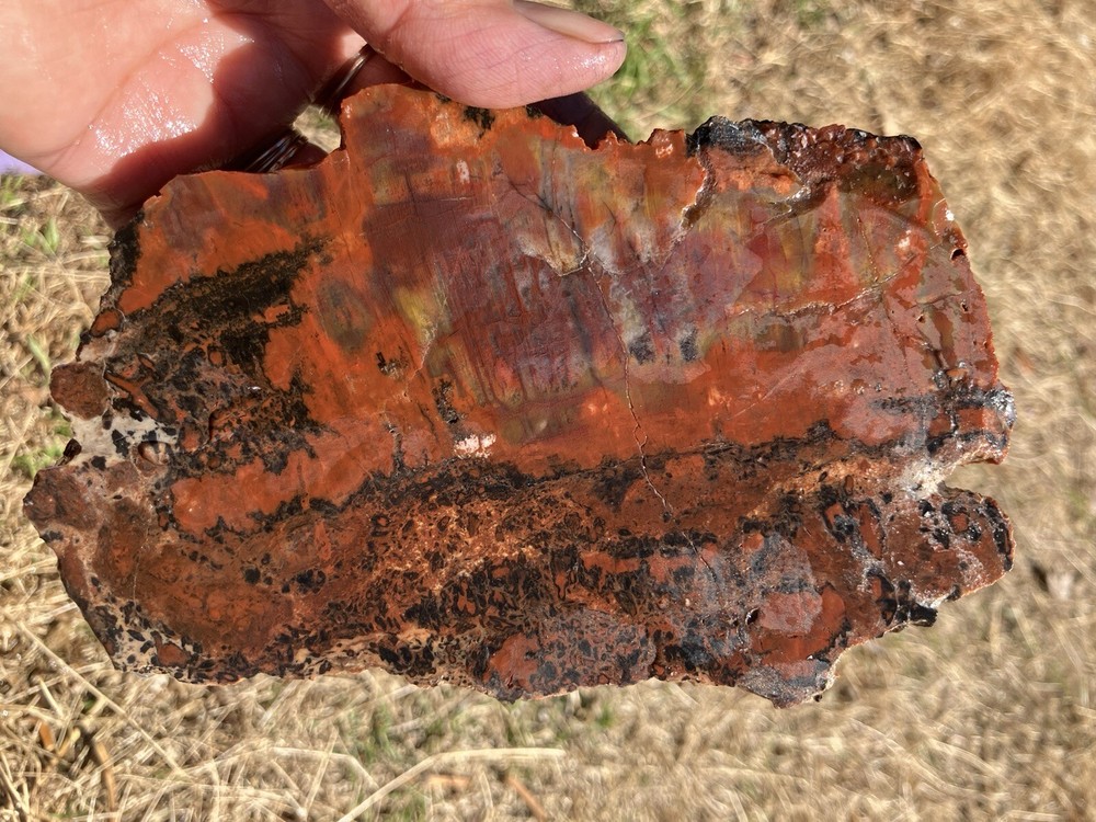 Arizona Petrified Wood