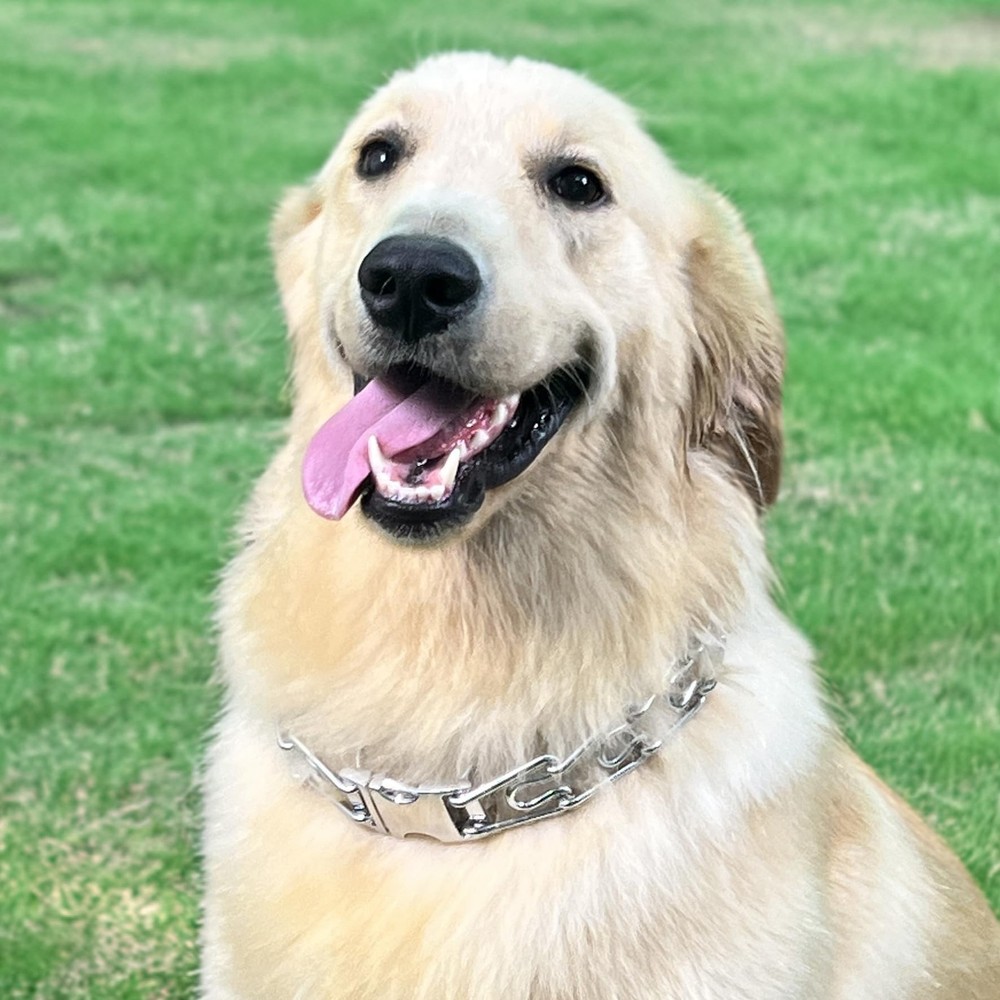 Adjustable Dog Ｎo Pull Ｃollar for Small Medium Large Dogs (Silver,