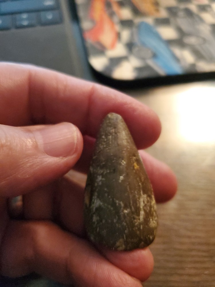 Primitive Ancient Petrified Animal Tooth Prehistoric Dinosaur Unknown