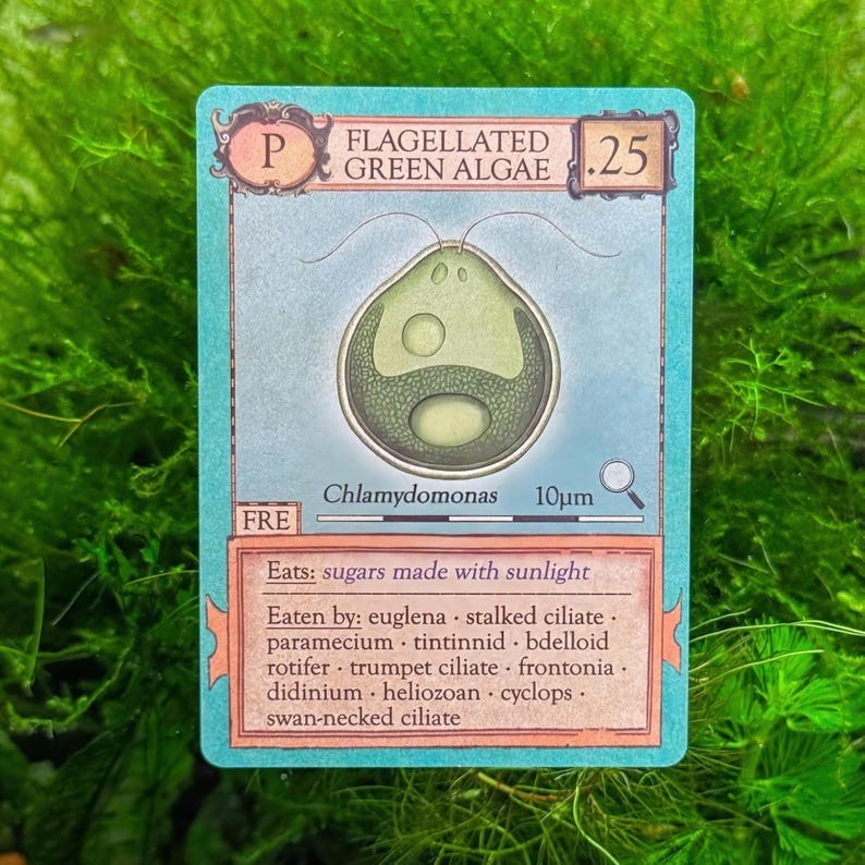 Ecologies: Marvelous Microbes - Explore Microscopic Ecosystems