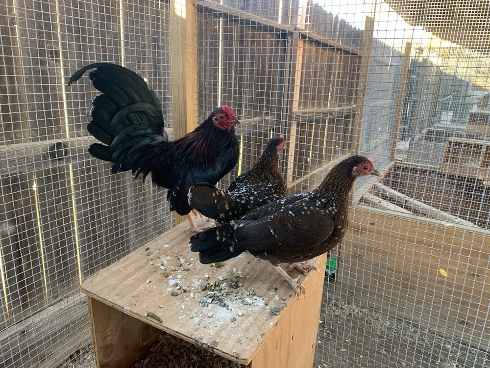 Bantam Assortment 8+ hatching eggs(Read Description)