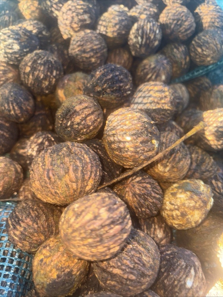 10 lbs. “Squirrel Nuts” BLACK WALNUTS in the shell - 2025 crop- Organic
