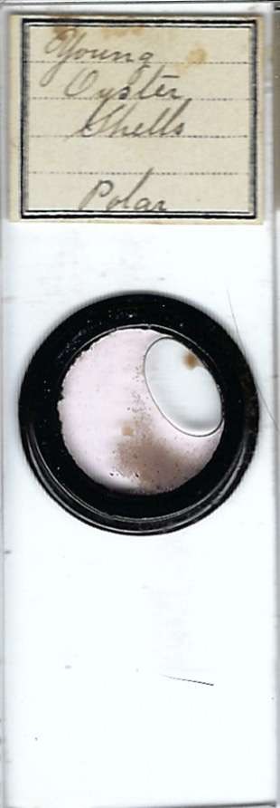 Young Oyster Shells Wet Mount Microscope Slide for Polariscope