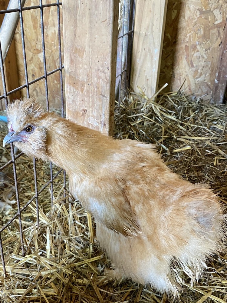 12 Purebred Bearded Silkie Hatching Eggs