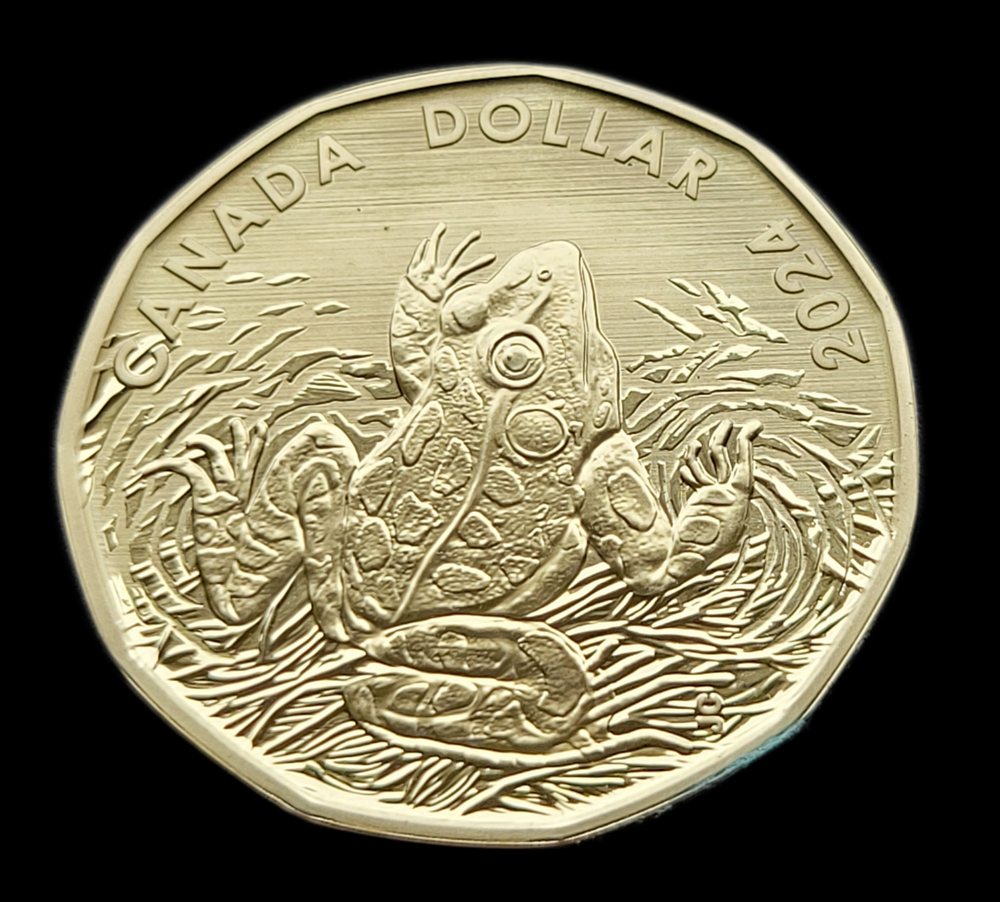 *** CANADA LOONIE 2024 *** SPECIMEN *** LEOPARD FROG ***