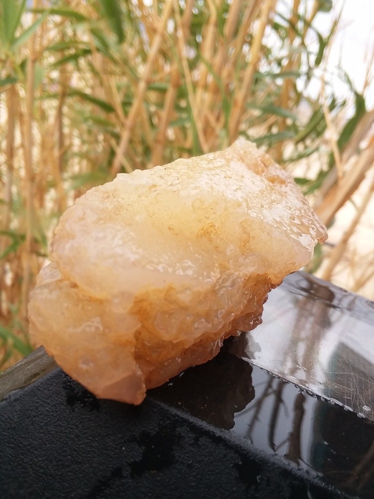 Chalcedony Filling Possible Petrified Would Opalized