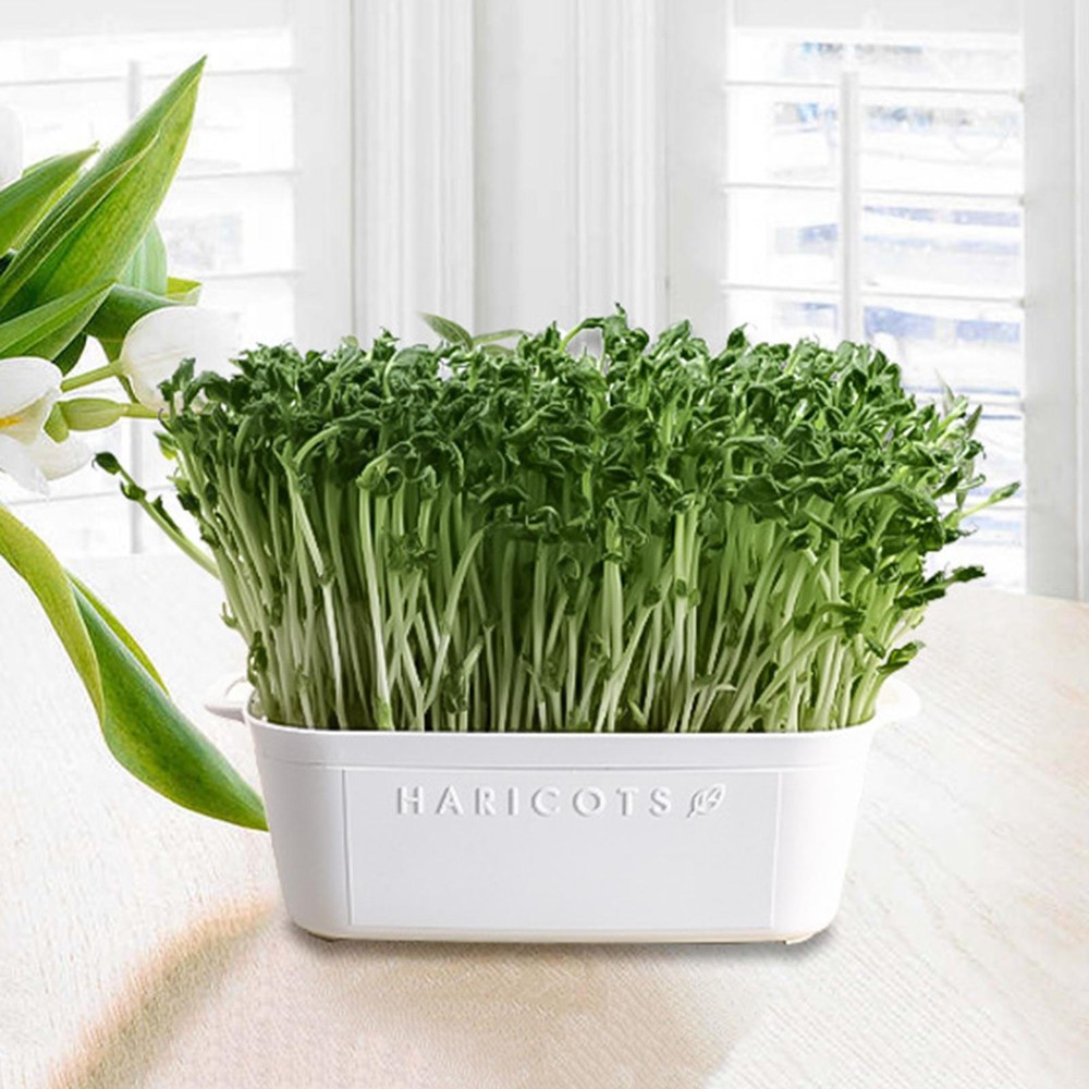 Seed Sprouter Tray Container Wheatgrass Grower Lid Sprouting Bean Mung