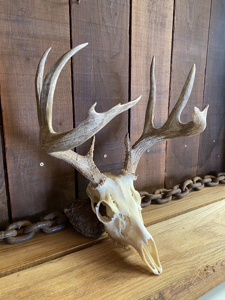 Trophy Coues Whitetail Deer Rack ~ Antlers