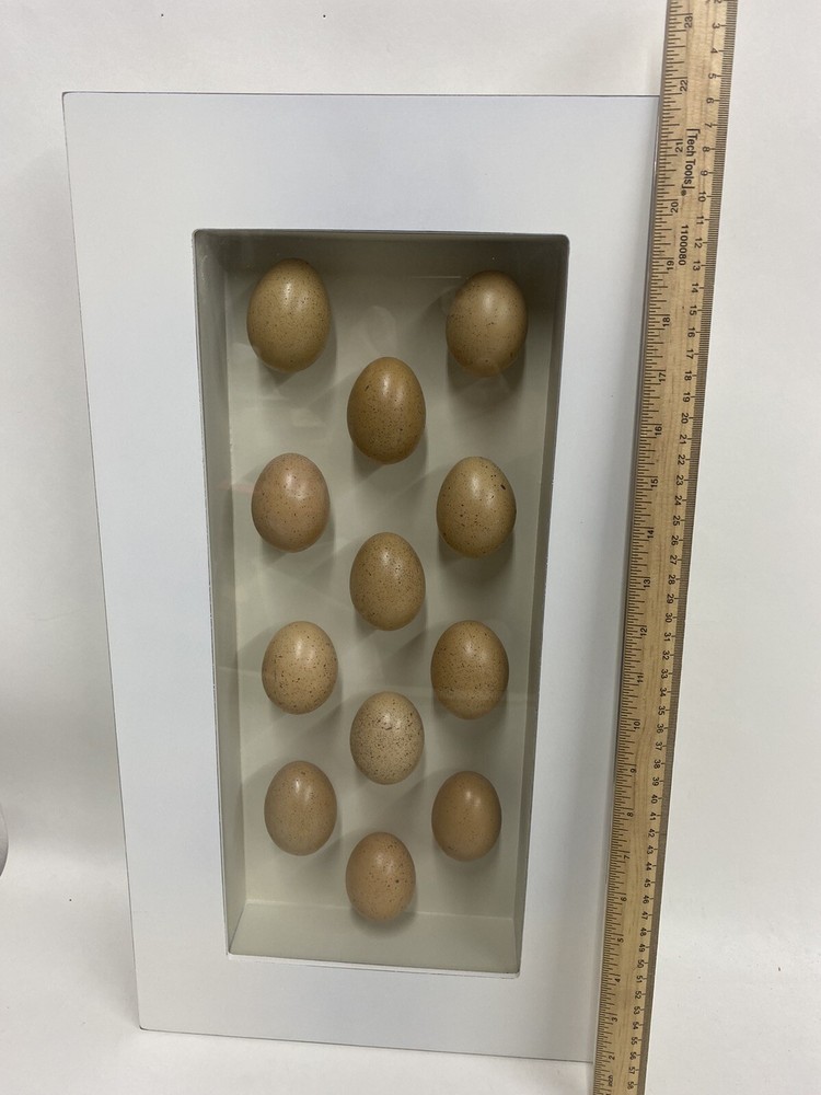 TWO Egg Shadow Boxes Made from 18 Real Hen Eggs