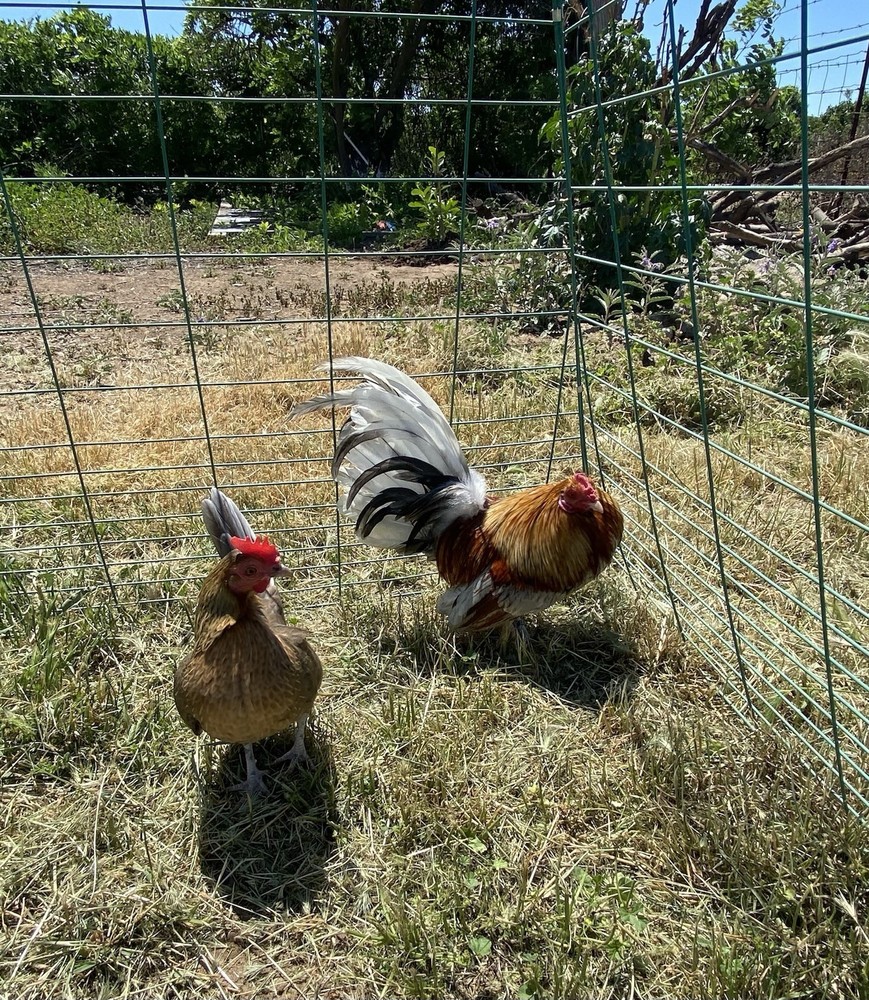 Bantam Assortment 8+ hatching eggs(Read Description)