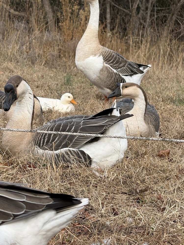 8 Geese Eggs