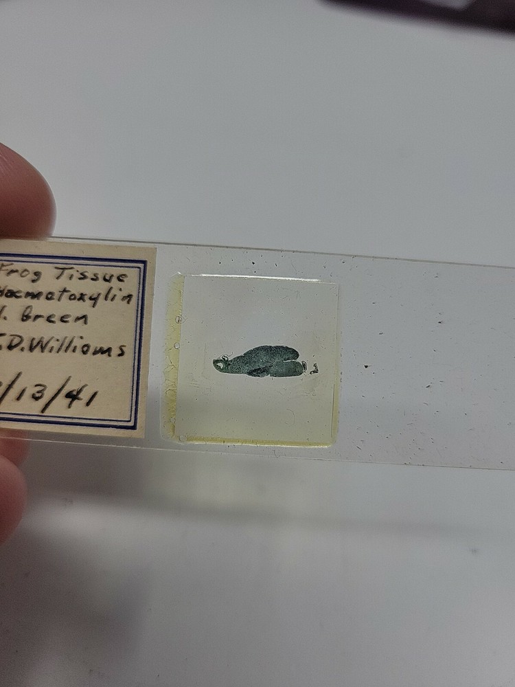 Vintage Microscope Slide 1941