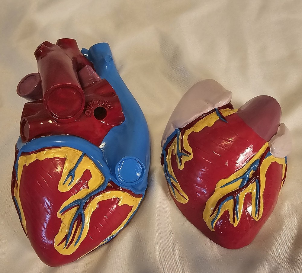 VTG 1994 GPI Anatomicals Heart Model 2 Pieces Colors