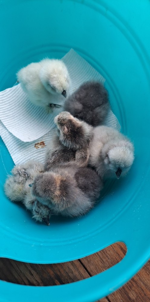 12+2 Silkie Hatching Eggs Npip